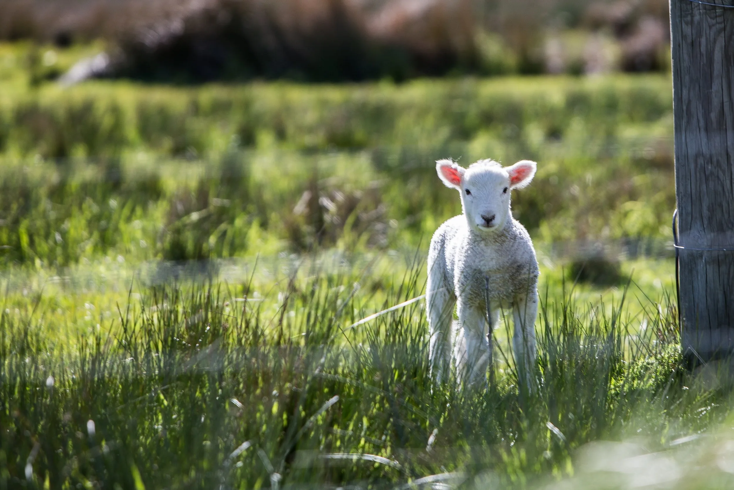 Lamb in pasture